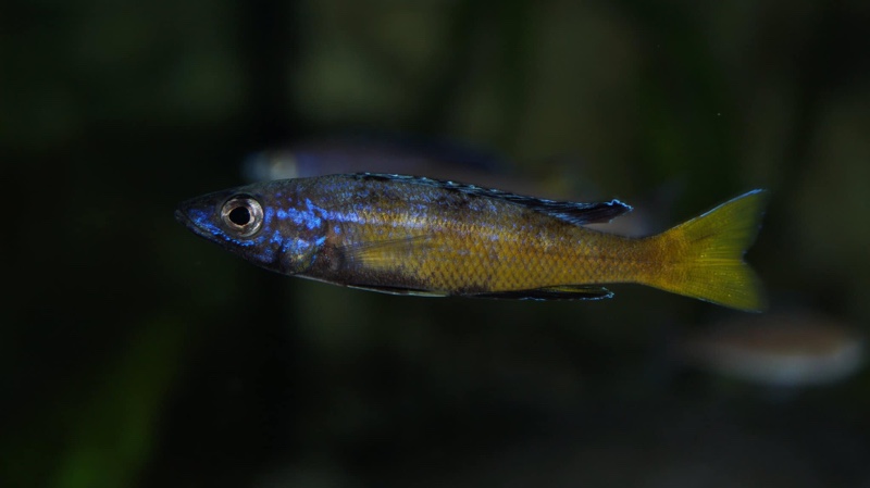 Cyprichromis sp. 'brilliant jumbo' (Speckleback Moba)